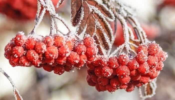 Ягоды рябины